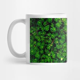 Succulents Mug